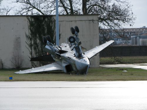 Jaguar_sur_le_dos.jpg